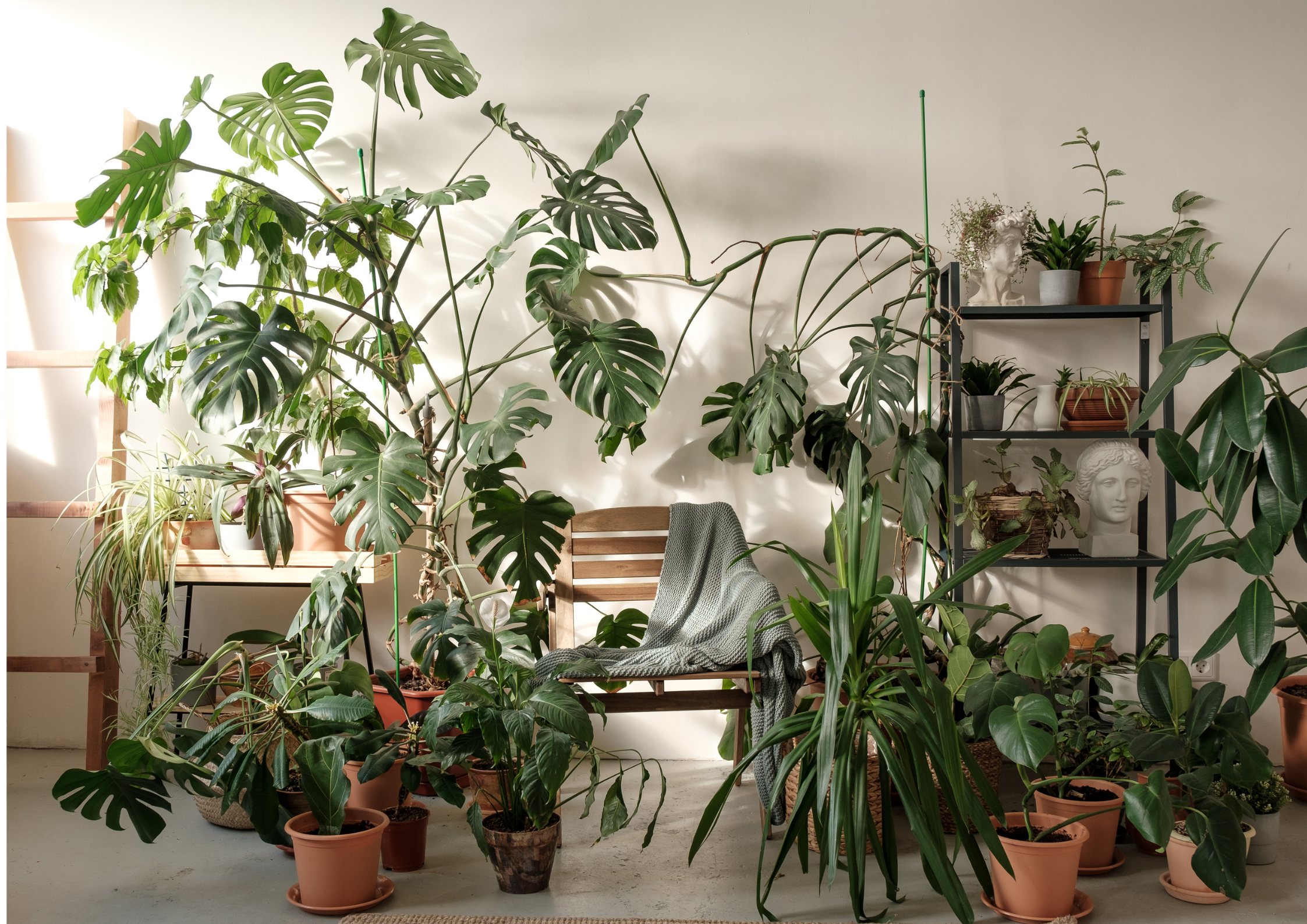 PRODUKT MIESIĄCA: NAWÓZ DO ROŚLIN DOMOWYCH