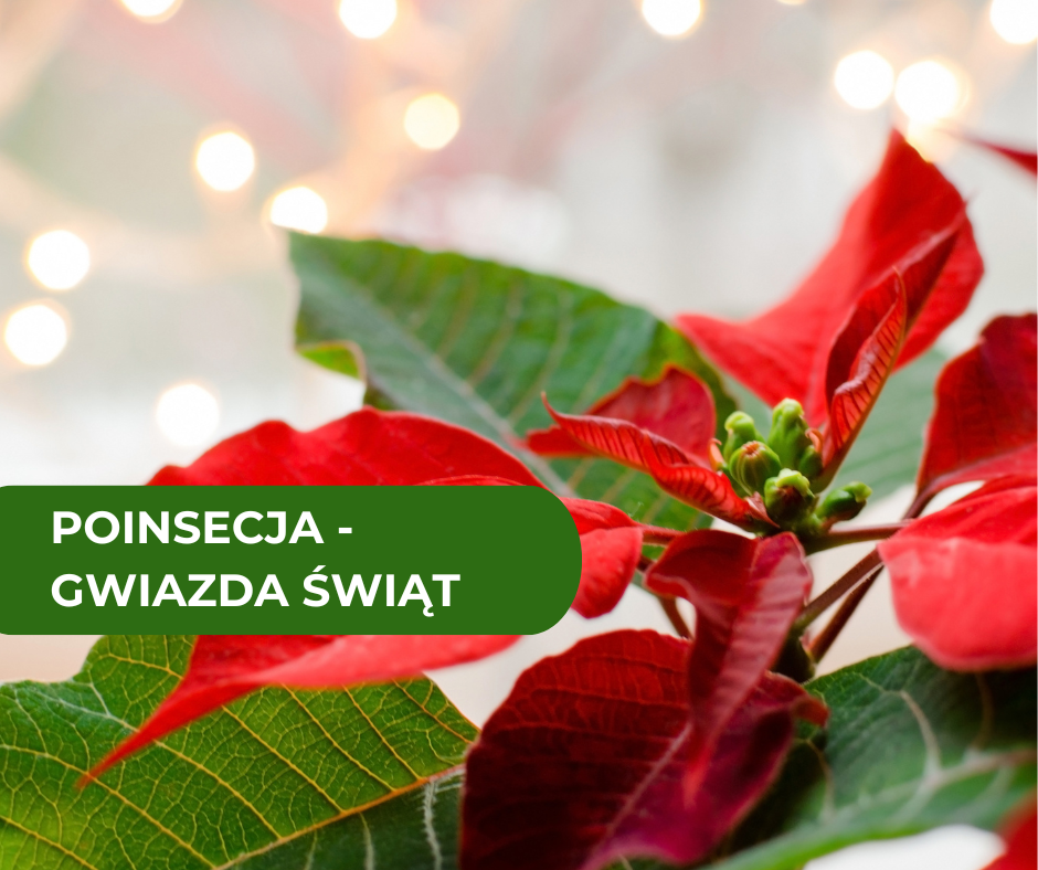 Poinsecja – gwiazda świątecznych dekoracji