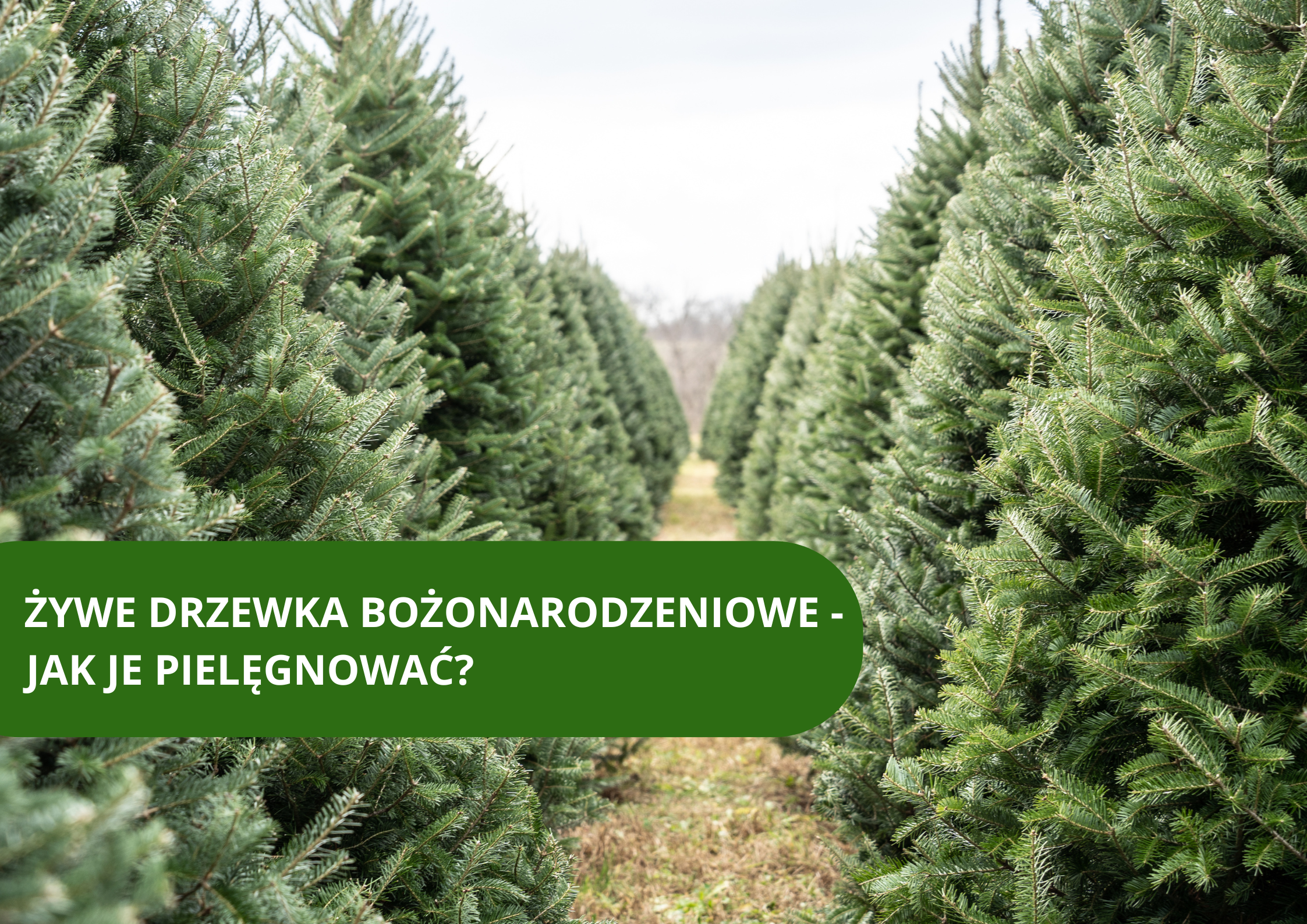 Żywe drzewka bożonarodzeniowe – jak je pielęgnować?